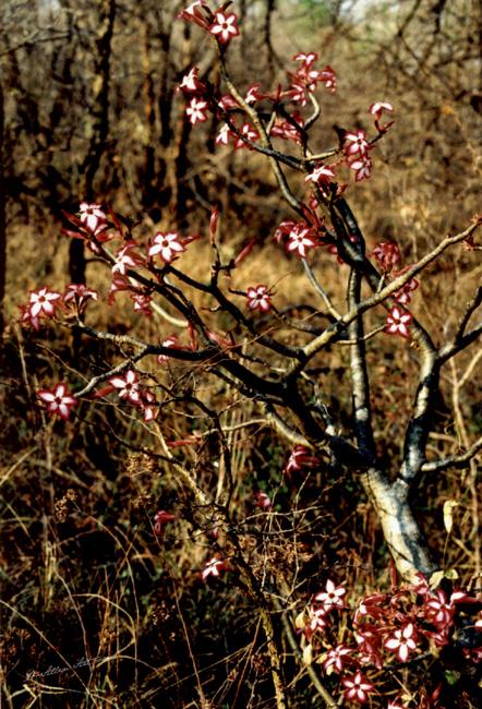 South African Desert Rose South African Desert Rose